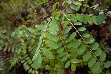 green leaves of a tree plant in sedona, arizona