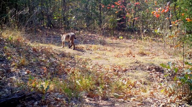 Beautiful small bobcat walking through an opening in the woods on a sunny autumn day