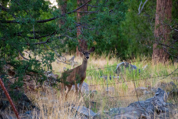 deer in the woods