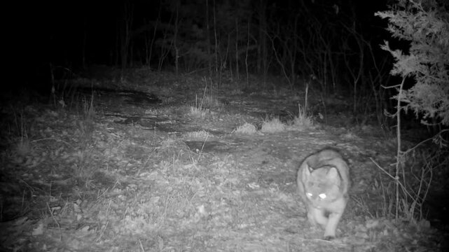 Bobcat walks across the view at night, then stops to marks his territory by scratching and urinating before walking out of the view