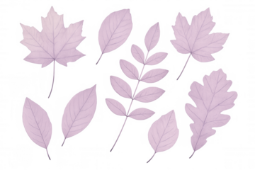 Translucent pink skeleton leaves displaying delicate venation network against pristine clear backdrop