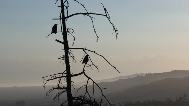 Black Crows On Ded Tree Limbs Over Hollywood Hills