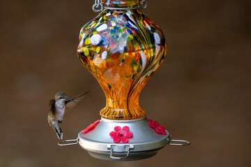 Hummingbird visiting a colorful nectar feeder.