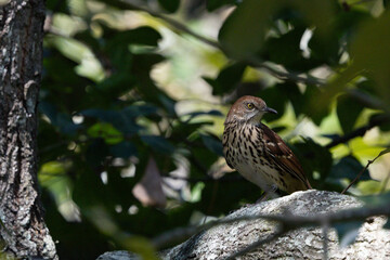 Brown thrasher perched
