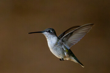 Detailed shot of a hummingbird in flight