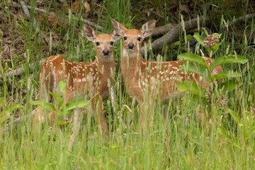 White Tailed Deer Fawns Odocoileus virginianus in Summer Grass