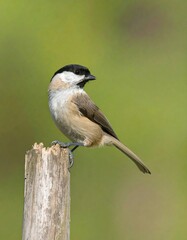 Naklejka premium A small, focused portrait of a Eurasian tit perched gracefully on a weathered wooden post against a soft, out-of-focus backdrop of springtime greenery.