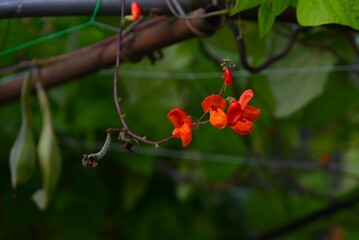 Scarlet runner bean ( Phaseolus coccineus ) flowers.Fabaceae vine vegetables.Scarlet, butterfly-shaped flowers bloom in summer and black-spotted beans appear in autumn.