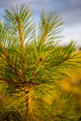 branch of a pine