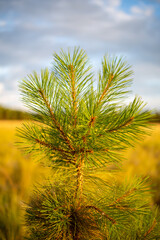 Fototapeta premium pine tree and blue sky