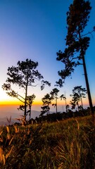 Obraz premium Sunrise silhouettes of tall pine trees on a mountaintop
