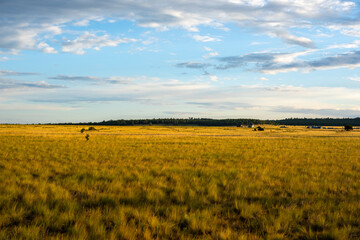 field of grass in summer. Flagstaff, Arizona