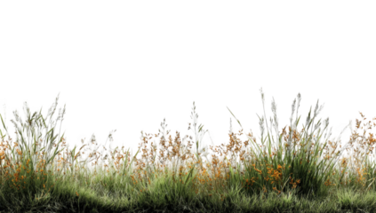 A field of tall grasses