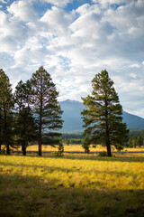 Obraz premium mountain landscape with blue sky in Flagstaff Forest