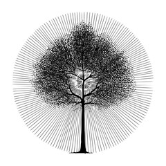 Obraz premium trees , plants, forest,