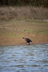 The yellow-headed vulture or lesser yellow-headed vulture is a scavenger bird of the family Cathartidae.
