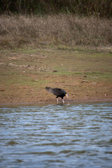 The yellow-headed vulture or lesser yellow-headed vulture is a scavenger bird of the family Cathartidae.