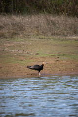 The yellow-headed vulture or lesser yellow-headed vulture is a scavenger bird of the family Cathartidae.