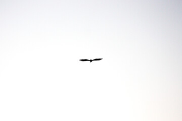 Pájaro volando en blanco y negro 