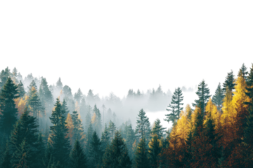 Autumn forest shrouded in mist