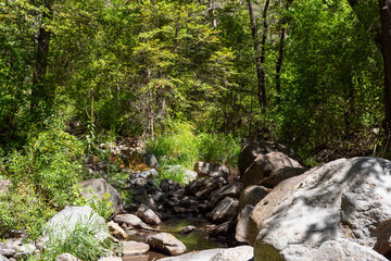 The river running through Sedona, surrounded by vibrant green grass.