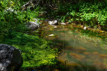 Fototapeta premium The river running through Sedona, surrounded by vibrant green grass.