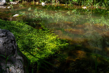 The river running through Sedona, surrounded by vibrant green grass.