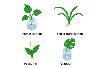 Plant propagation isometric icon set. Houseplant cuttings rooting in water. Pothos, spider plant, peace lily, monstera leaf in glass jar. Home gardening, botany concept vector.