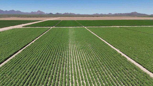 Rows of cotton plants on large desert farm in Arizona