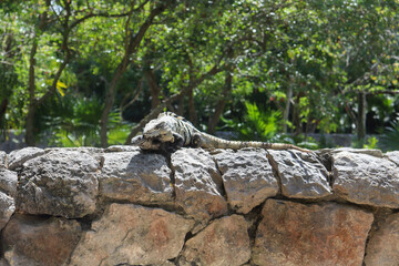 Two Mexican black spiny iguanas (Ctenosaura similis) mating on top of a rock wall.