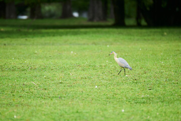 Whistling heron, Syrigma sibilatrix, walking through the meadow in El Palmar National Park, Entre...