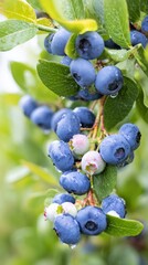 Fototapeta premium photosynthesis,blueberry,shrub,crop,ecology,leaves,forest,organic,agriculture,green,seasonal,nature,garden,farming,foliage,berry,plant,botany,harvest,environment