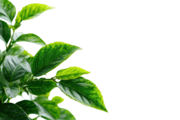 Close-up of vibrant green leaves with yellow highlights
