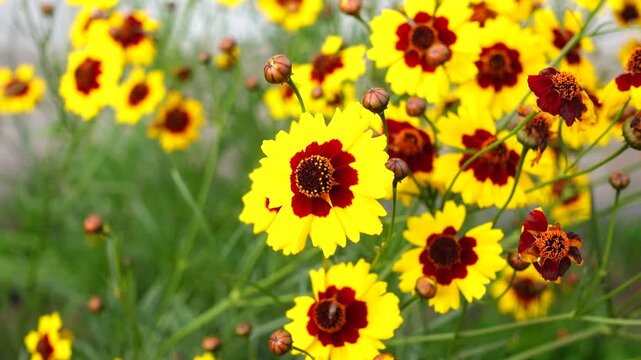 Video of Coreopsis tinctoria, commonly known as plains coreopsis, garden tickseed, golden tickseed, or calliopsis