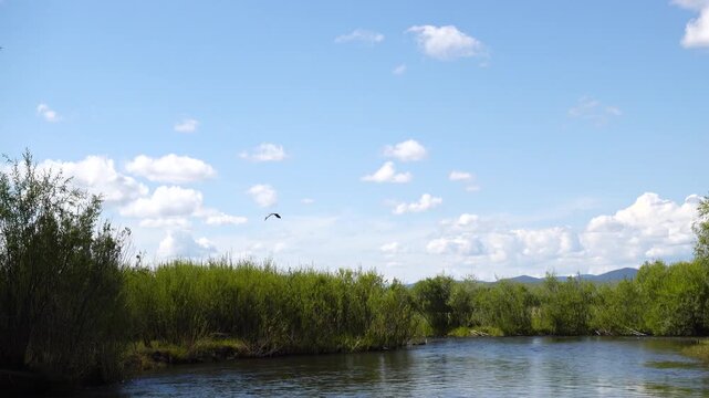a grey crane flies over the river