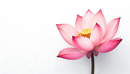 Pink Lotus Flower Blooming on White Background Natural Elegant Botanical Decor