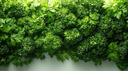 Close up fresh curly parsley leaves filling the frame vibrant green color herb
