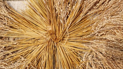 The rice that is arranged in a circle and is being dried.