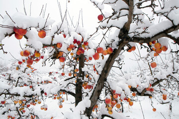 Winter wonderland in an organic gala apple orchard in the Okanagan Valley, Canada