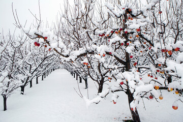 Winter wonderland in an organic gala apple orchard in the Okanagan Valley, Canada