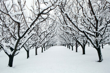 Winter wonderland in an organic gala apple orchard in the Okanagan Valley, Canada