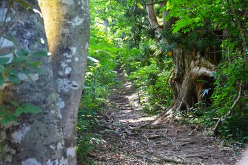 剱岳・早月尾根の樹林帯の登山道