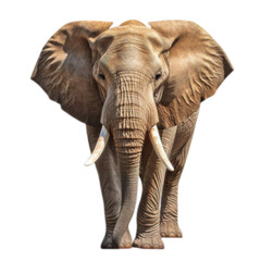 elephant isolated on white