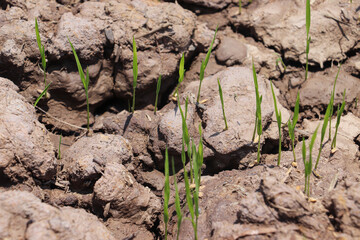 Close-up rice seedlings growing through cracks, image shows Rice plant