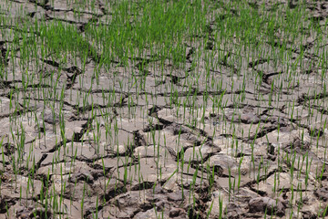 Fresh rice sprouts on dry ground, image represents Rice plant