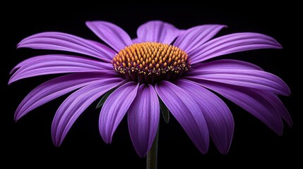 Obraz premium Vibrant purple flower close-up