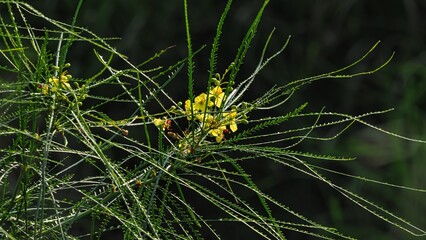 yellow weed flowers