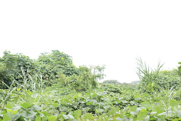 雑草が生い茂っている草地
