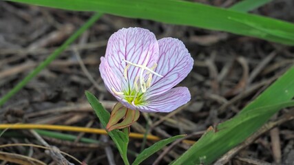 purple crocus flower