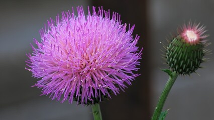purple thistle flower